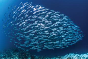 School of fish