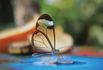 butterfly with transparent wings